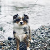 Entry image for Mischka 