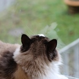 Entry image for Snoopy