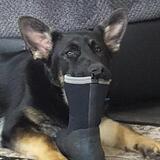 Entry image for Gunner