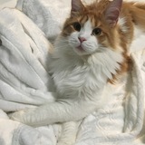 Entry image for Albus Dumbledore 