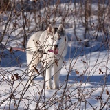 Entry image for Keeda