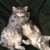 Entry image for Dezi and Lucy