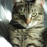 Entry image for Tiggy