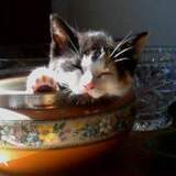 Entry image for Kris kaliko