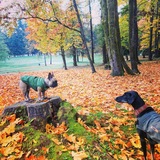 Entry image for Gusto and Bud