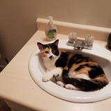 Entry image for Cleo