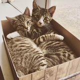 Entry image for Bob and Doug