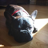 Entry image for Broccoli