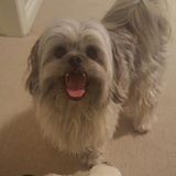 Entry image for Charlie 