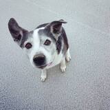 Entry image for Pepsi