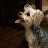 Entry image for Kylo