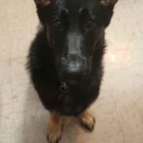 Entry image for Abby