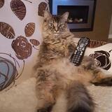 Entry image for Roxie