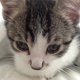 Entry image for Sargeant