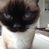 Entry image for Sugarpie