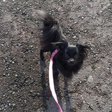 Entry image for Bella