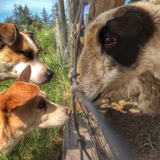 Entry image for Bruno & Laylee