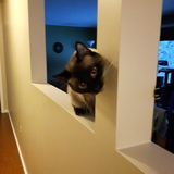 Entry image for Tyreal