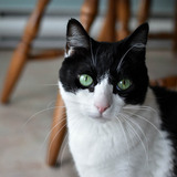 Entry image for Luna