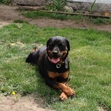 Entry image for Kahlua