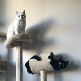 Entry image for Lacey and Django