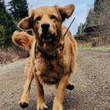 Entry image for Marley