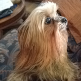 Entry image for Iggy