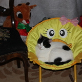 Entry image for Sheba