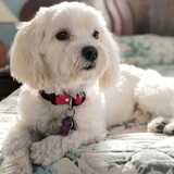 Entry image for Presley Peanut