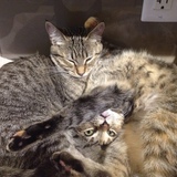 Entry image for Lilli & Graci