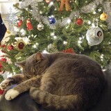 Entry image for Phoebe