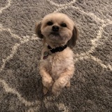 Entry image for Susy