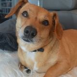 Entry image for Blossom