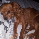 Entry image for Ginger