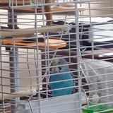 Entry image for Blue Bird