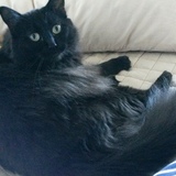 Entry image for Merlin