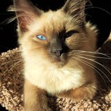 Entry image for Whiffy