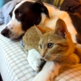 Entry image for Ginger & Finnley