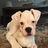 Entry image for Lily