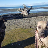 Entry image for Karma & Athena