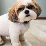 Entry image for Studly