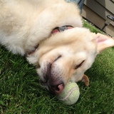 Entry image for Sadie