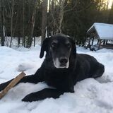 Entry image for Mira