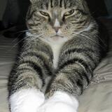 Entry image for Purr Chance