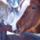 Entry image for Mr. Misty (& Lola)