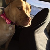 Entry image for Honey