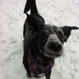 Entry image for Chevy