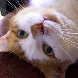 Entry image for Nicholas