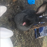 Entry image for Peter rabbit 