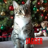 Entry image for Jagger